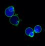 NucView® 405 Caspase-3 Substrate, 1 mM in 1X PBS, Trial Size