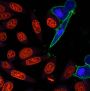 NucView® 405 Caspase-3 Substrate, 1 mM in 1X PBS, Trial Size