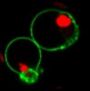 NucView® 405 Caspase-3 Substrate, 1 mM in 1X PBS, Trial Size