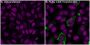 CF®594 Rabbit Anti-FLAG, 1mg/mL