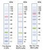Peacock™ Plus Prestained Protein Marker