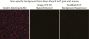 TrueBlack® IF Background Suppressor System (Permeabilizing)