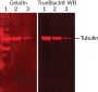 TrueBlack® WB Antibody Diluent: (1L)