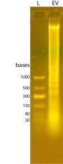 ExoBrite™ EV Total RNA Isolation Kit