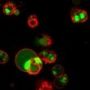Annexin V, CF®640R Conjugate, Azide-Free, Lyophilized