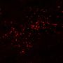 CF®640R Arachis hypogaea Lectin PNA (Peanut)