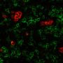 CF®640R Arachis hypogaea Lectin PNA (Peanut)
