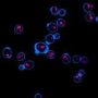 Calcofluor White Stain, 5 mM in water