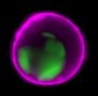 Annexin V, CF®660R Conjugate, Azide-Free, Lyophilized