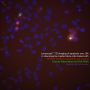 Annexin V, CF®660R Conjugate, Azide-Free, Lyophilized