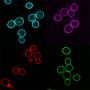 Concanavalin A, CF®405S Conjugate