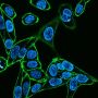 Concanavalin A, CF®405S Conjugate
