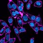 Concanavalin A, CF®405S Conjugate