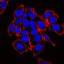 Concanavalin A, CF®405S Conjugate