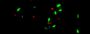 Viability/Cytotoxicity Assay kit for Bacteria Live and Dead Cells