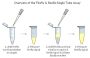 Firefly & Renilla Luciferase Single Tube Assay Kit, 150 Assays
