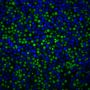 ViaFluor® 488 SE Cell Proliferation Kit, Trial Size (1 vial, 100 assays)