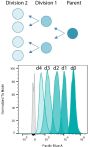 ViaFluor® 488 SE Cell Proliferation Kit, Trial Size (1 vial, 100 assays)