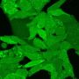 ViaFluor® 488 SE Cell Proliferation Kit, Trial Size (1 vial, 100 assays)