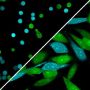 ViaFluor® 488 SE Cell Proliferation Kit, Trial Size (1 vial, 100 assays)