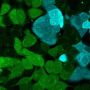 ViaFluor® 488 SE Cell Proliferation Kit, Trial Size (1 vial, 100 assays)