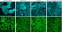 ViaFluor® 488 SE Cell Proliferation Kit, Trial Size (1 vial, 100 assays)