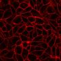 CellBrite™ Fix 488 Membrane Labeling Kit