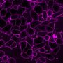 CellBrite™ Fix 488 Membrane Labeling Kit