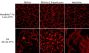 MemBrite™ Fix-ST 755/777 Cell Surface Staining Kit, 100 Reactions