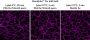 MemBrite™ Fix-ST 755/777 Cell Surface Staining Kit, 100 Reactions