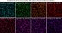 MemBrite™ Fix-ST 755/777 Cell Surface Staining Kit, 100 Reactions