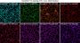 MemBrite™ Fix-ST 755/777 Cell Surface Staining Kit, 100 Reactions