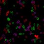 MemBrite™ Fix-ST 755/777 Cell Surface Staining Kit, 100 Reactions