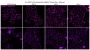 CellBrite™ Steady 405 Membrane Staining Kit, 500 Labelings