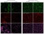 CellBrite™ Steady 488 Membrane Staining Kit, 100 Labelings