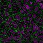 CellBrite™ Steady 650 Membrane Staining Kit, 100 Labelings