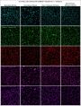 CellBrite™ Steady 650 Membrane Staining Kit, 100 Labelings