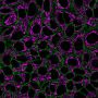CellBrite™ Steady 650 Membrane Staining Kit, 100 Labelings