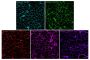 CytoLiner™ 495/510 Fixed Cell Membrane Stain, 250 labelings