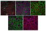 CytoLiner™ 495/510 Fixed Cell Membrane Stain, 250 labelings
