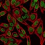 CytoLiner™ 495/510 Fixed Cell Membrane Stain, 250 labelings