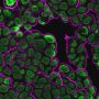 CytoLiner™ 495/510 Fixed Cell Membrane Stain, 250 labelings