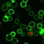 Yeast Viability Staining Kit (Green/Red)