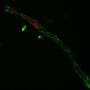 Yeast Viability Staining Kit (Red/Blue)