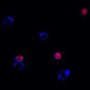 Yeast Viability Staining Kit (Far-Red/Red)