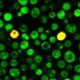 Yeast Live-or-Dye™ Fixable Live/Dead Staining Kit (TO and Live-or-Dye™ 568/583)