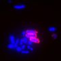 Live Bacterial Gram Stain Kit - 200 assays