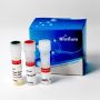 Bacterial Viability and Gram Stain Kit - 200 assays