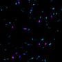 Live-or-Dye™ 665/685 Fixable Viability Staining Kit, Trial Size (50 assays)
