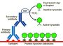Tyramide Amplification Kit with HRP Goat Anti-Rabbit and CF®568 Tyramide